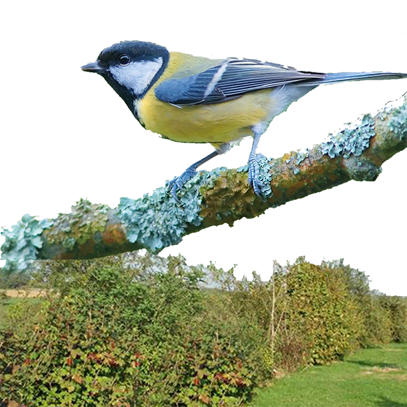 mésange:haie:mellifère