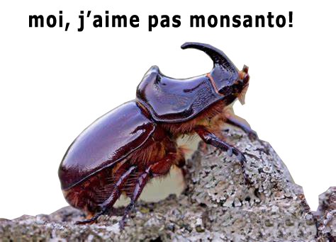scarabée rino