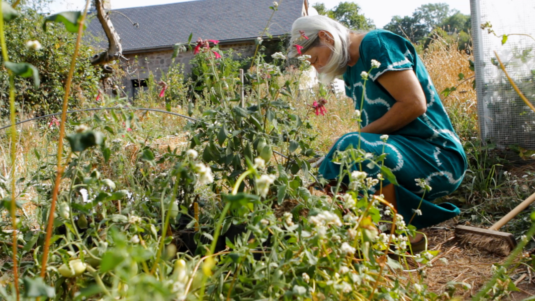 tomates cultivées en agro-écologie