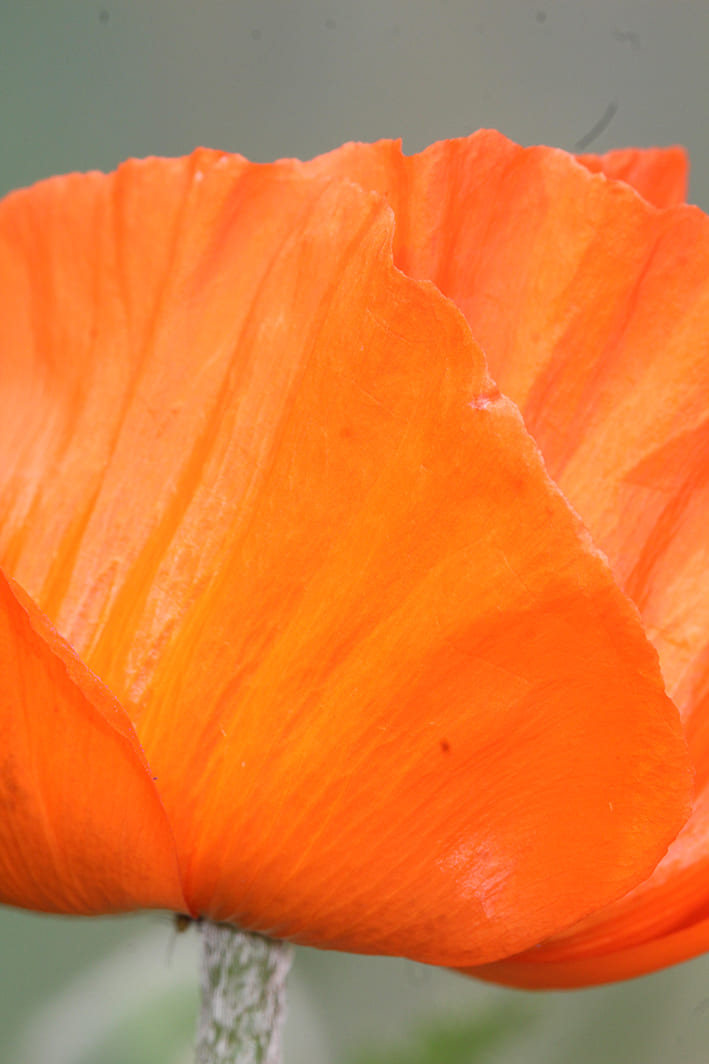 pavot d'orient orange