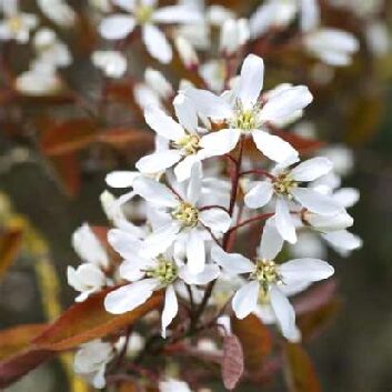 Amelanchier Lamarckii_compressed
