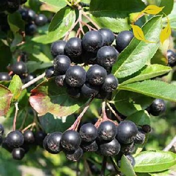Aronia Melanocarpa_compressed