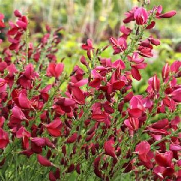 Cyteus Scoparius Bosskoop Ruby pg_compressed