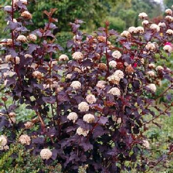 Physocarpus opulifolius diable d’or_compressed