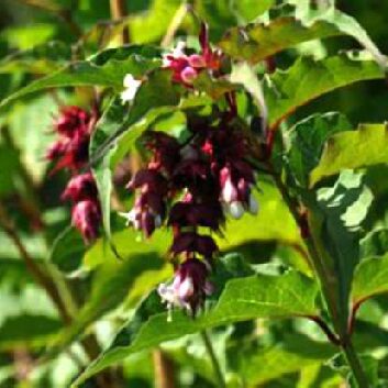 leycesteria_compressed