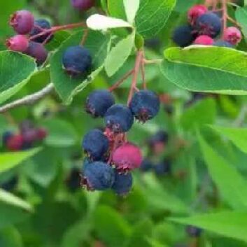 amelanchier lamarckii_compressed