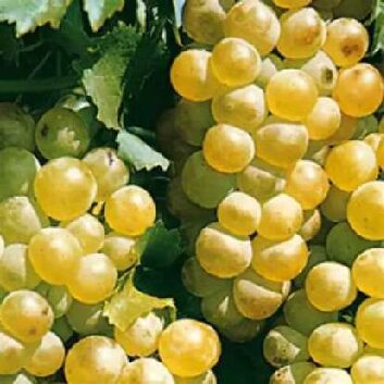 chasselat dorée_compressed