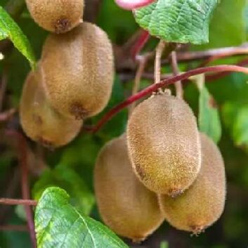 kiwi_compressed
