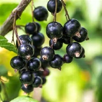 noir de Bourgogne_compressed